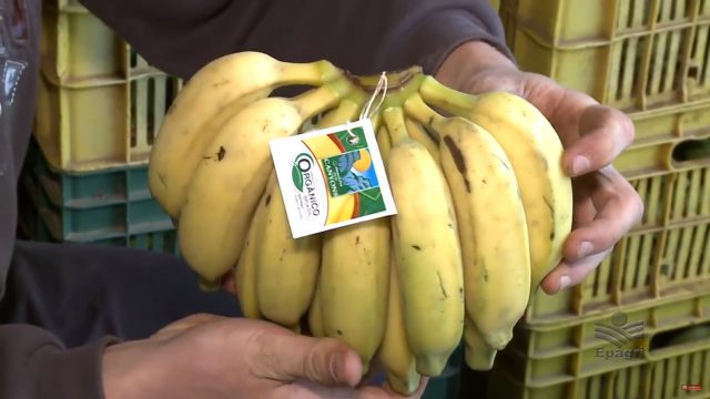 Leia mais sobre o artigo Sul Catarinense promove melhoria no sistema de produção orgânica de banana prata