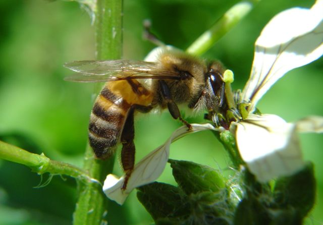 Leia mais sobre o artigo Acidentes com abelhas podem aumentar no verão: saiba o que fazer