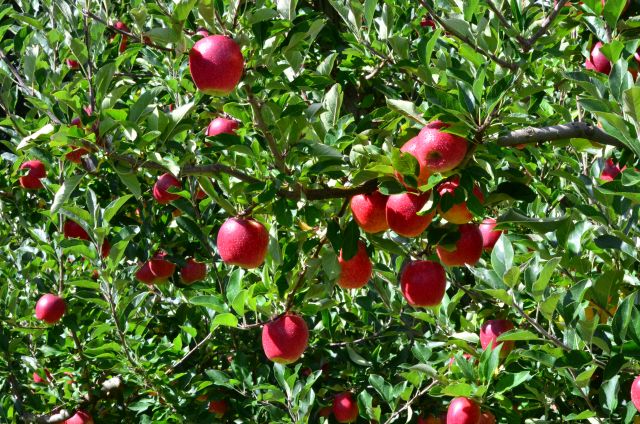 Leia mais sobre o artigo Está na hora de fazer análise foliar da macieira: aprenda a coletar amostras