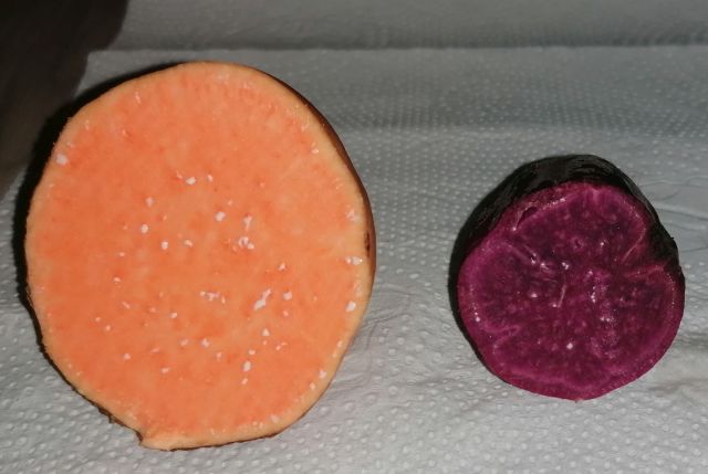 Leia mais sobre o artigo Produtor de Itajaí preserva variedades coloridas de batata-doce