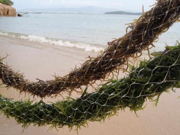 Leia mais sobre o artigo Epagri quer tornar a macroalga nova alternativa de renda dos maricultores catarinenses