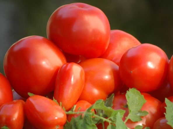 Read more about the article Epagri disponibiliza gratuitamente boletim sobre produção de tomate orgânico