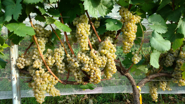 Leia mais sobre o artigo Pesquisadores estrangeiros conferem resultados de projeto para produzir vinhos finos mais sustentáveis em SC