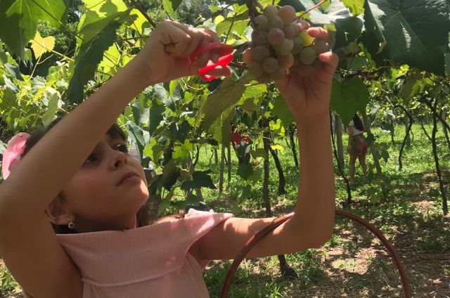 Leia mais sobre o artigo Vindima Goethe divulga a produção de vinhos no Sul de Santa Catarina