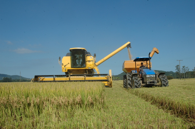 Leia mais sobre o artigo Evento em Turvo vai abrir oficialmente colheita do arroz em SC