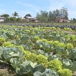 Jovem agricultor de Araranguá implementa produção orgânica de hortaliças