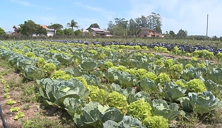 Read more about the article Jovem agricultor de Araranguá implementa produção orgânica de hortaliças