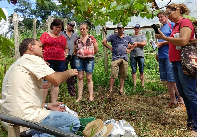 Leia mais sobre o artigo Dia de campo apresenta novos cultivares de videira em Porto União