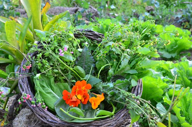 Leia mais sobre o artigo Cultivo de Panc aumenta a diversidade alimentar e a renda dos agricultores