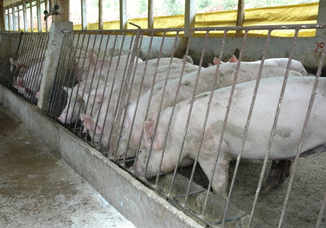 Read more about the article Boletim Agropecuário aponta recorde nas exportações de carne suína