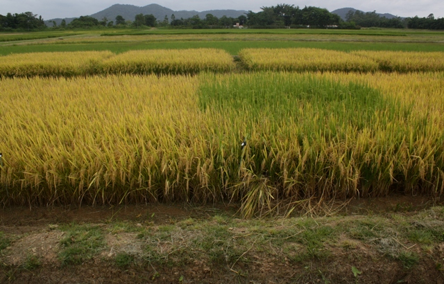 Leia mais sobre o artigo Pesquisa desenvolve alternativas para o manejo do arroz-daninho