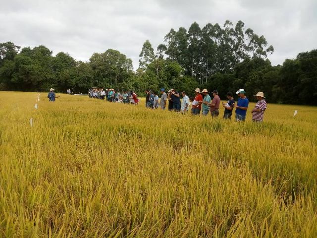 Leia mais sobre o artigo Pouso Redondo promove dia de campo sobre arroz irrigado