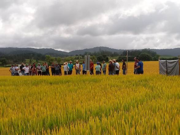 Read more about the article Epagri apresenta cultivares de arroz em dia de campo no Alto Vale do Itajaí
