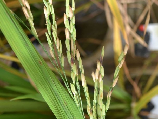 Leia mais sobre o artigo Epagri pesquisa efeitos de temperaturas extremas na cultura do arroz