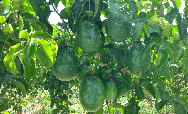Leia mais sobre o artigo Epagri quer desenvolver o cultivo de maracujazeiro no Oeste Catarinense