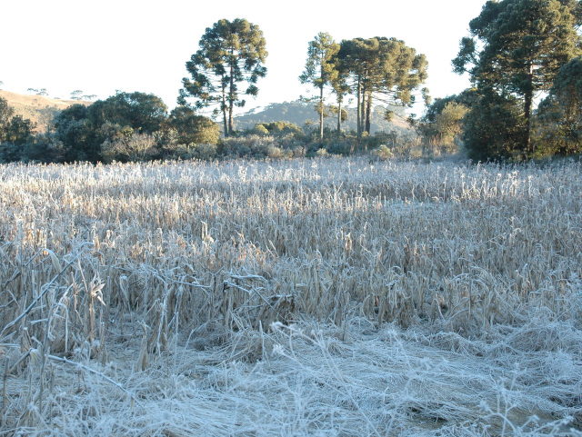 Geada Inverno Sao Joaquim foto Aires Mariga Epagri