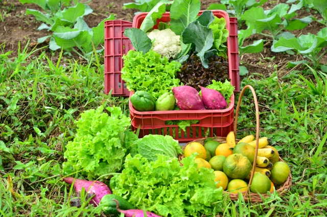 Chimia de Abóbora Susin - Geleia Artesanal - Produtos coloniais