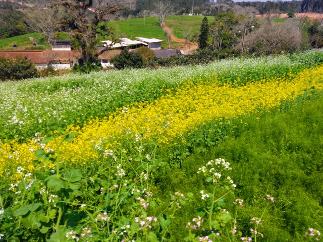 Leia mais sobre o artigo Técnicos do Alto Vale do Itajaí atualizam conhecimentos em agricultura conservacionista