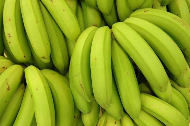 Read more about the article Epagri doa biomassa de banana verde para melhorar a imunidade de idosos em Itajaí