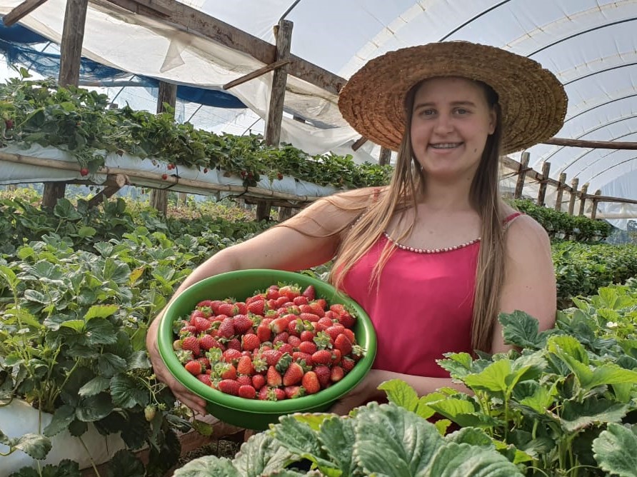 Leia mais sobre o artigo Jovem rural de Urussanga inova com cultivo de morango semi-hidropônico