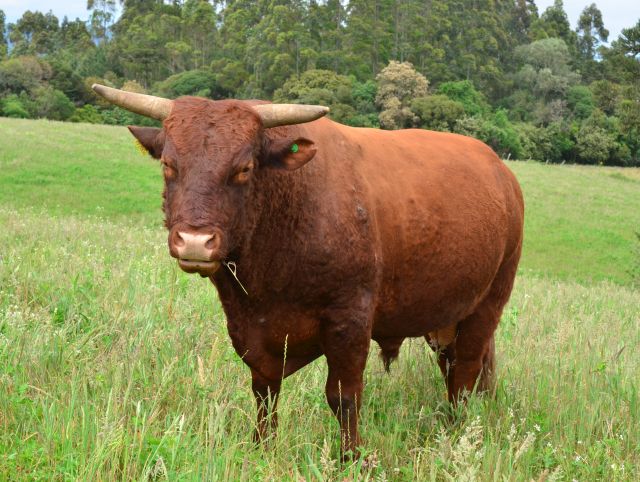 Leia mais sobre o artigo Pesquisa da Epagri mostra o potencial da raça Flamenga para a produção de carne