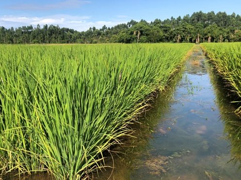 Read more about the article Capacitação técnica on-line discute práticas sustentáveis na cultura de arroz irrigado