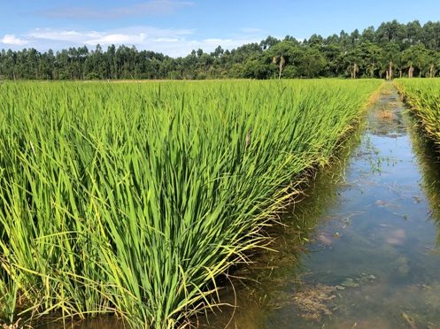 Leia mais sobre o artigo Estudo inédito da Epagri/Ciram garante dados mais precisos da área cultivada de arroz em SC