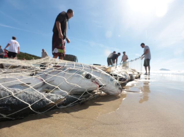 Read more about the article Governo do Estado publica medidas de proteção para pesca de arrasto de praia na safra da tainha