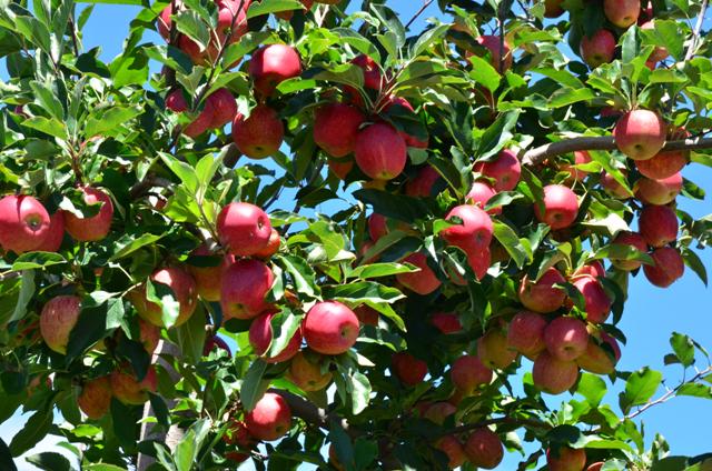 Leia mais sobre o artigo Epagri divulga resultado de chamada pública que seleciona interessados em produzir cultivares de maçã da Empresa