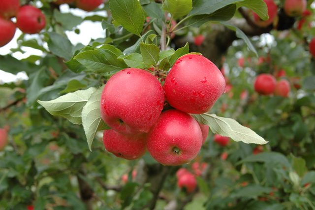 Leia mais sobre o artigo Epagri seleciona viveiristas, empresas e agricultores interessados em produzir mudas de novos cultivares de maçã