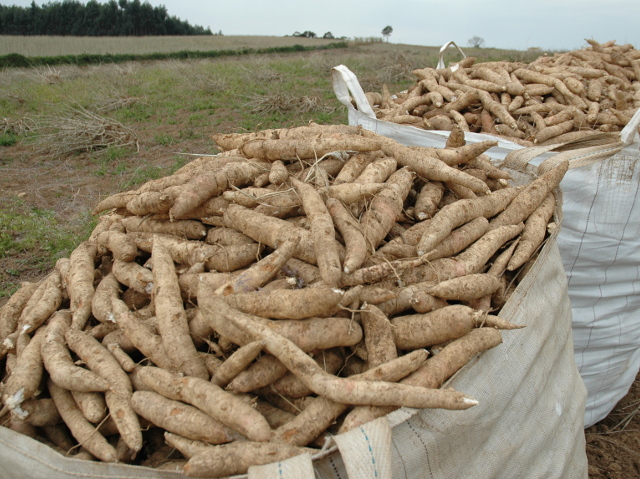 Leia mais sobre o artigo Estiagem e pandemia afetam consumo e preço da mandioca em Santa Catarina