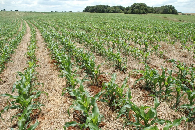 Leia mais sobre o artigo Técnicos e agricultores fazem curso on-line sobre zoneamento agrícola