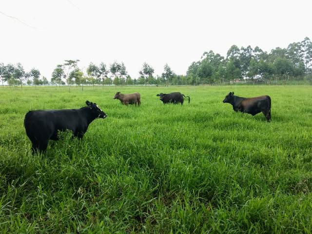 Leia mais sobre o artigo Curso on-line de manejo de pastagens reúne  mais de 500 participantes