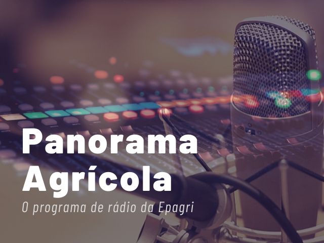 Leia mais sobre o artigo Rádio da Epagri fala sobre jornada de apicultura, adubação da mandioca e produção de mandioquinha-salsa