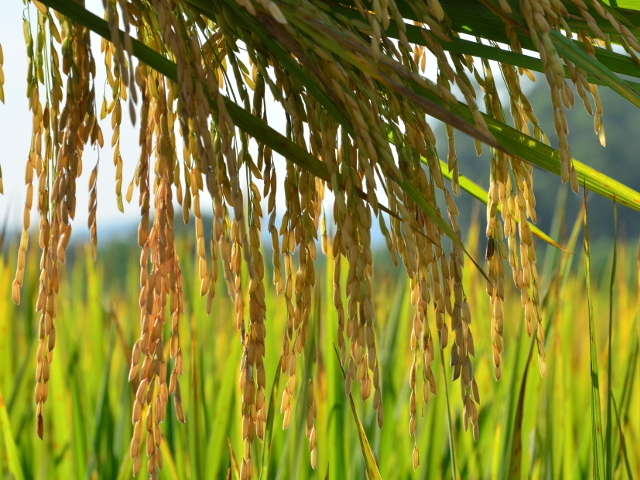 Leia mais sobre o artigo Arroz catarinense tem preço, produtividade e exportações em alta, avalia Epagri/Cepa