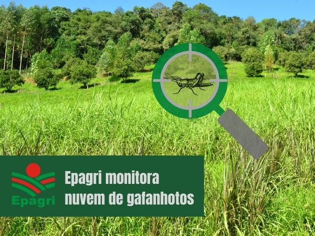 Leia mais sobre o artigo Nuvem de gafanhotos: Epagri aprofunda estudos sobre a praga