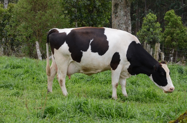 Leia mais sobre o artigo Governo do Estado investe R$ 1 milhão em ação para apoiar produtores de leite