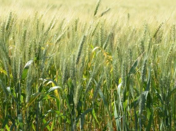 Read more about the article Governo de SC vai incentivar o plantio de cereais de inverno