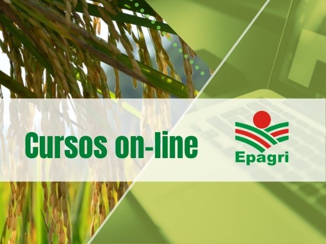 Leia mais sobre o artigo Cursos on-line: políticas públicas para a agricultura, doenças de citros, apicultura e muito mais na agenda da semana