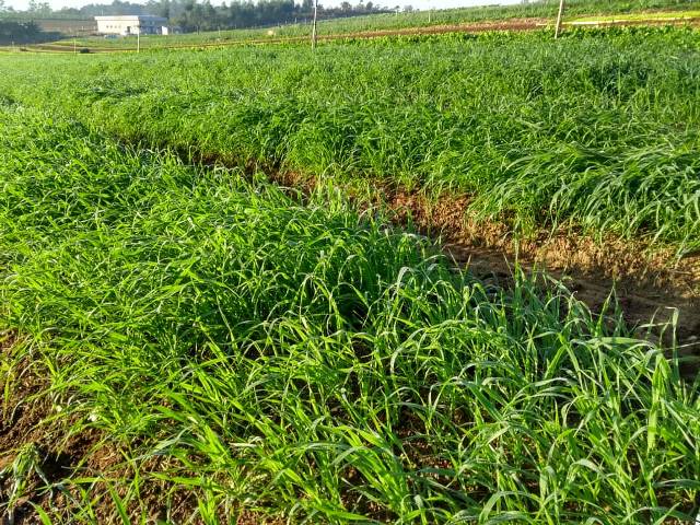 Leia mais sobre o artigo Compra subsidiada de sementes de aveia e de azevém incentiva a agricultura em Cocal do Sul