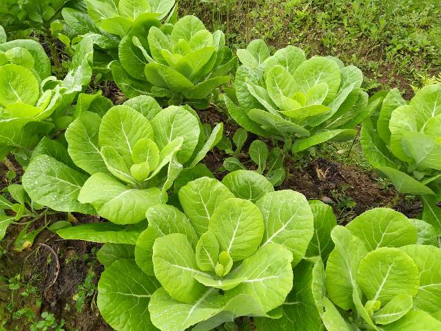 Leia mais sobre o artigo Projeto visa estimular o consumo de hortaliças entre as famílias de Major Vieira