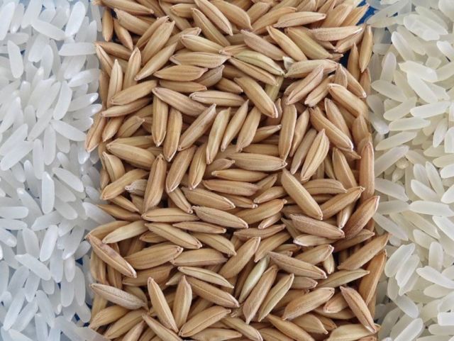 Read more about the article União e tecnologia da Epagri elevam a produção e a qualidade do arroz em cooperativa