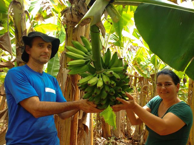 Leia mais sobre o artigo Frutas tropicais geram lucro em microclimas no Oeste Catarinense