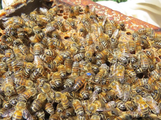 Leia mais sobre o artigo Tecnologia da Epagri para substituição de abelhas rainhas turbina produção de mel em SC