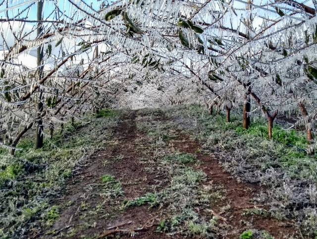 Read more about the article Agricultores catarinenses congelam pomares de frutas de caroço para protegê-los da geada