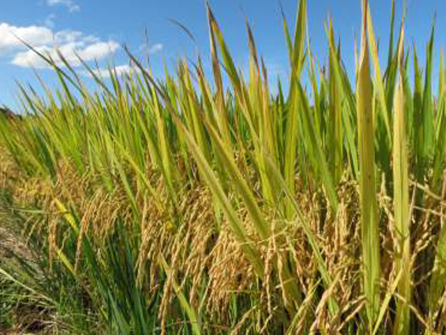 Leia mais sobre o artigo Epagri lança licitações para contratar produtores de sementes de arroz