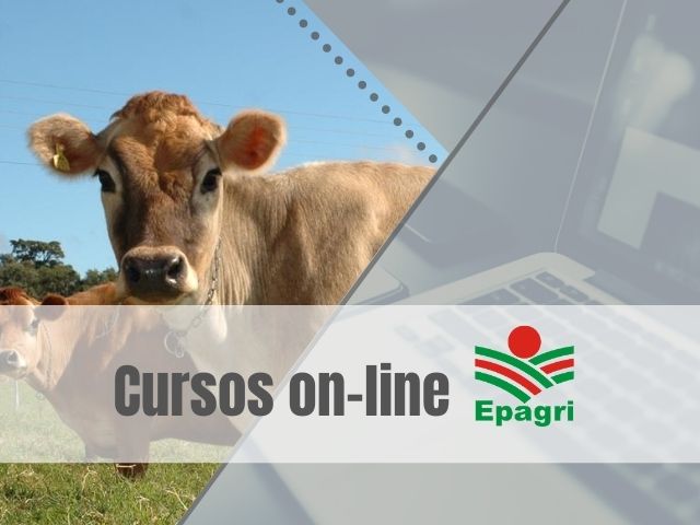 Read more about the article Cursos on-line da semana abordam sanidade bovina, plantio direto de hortaliças e RCP Digital