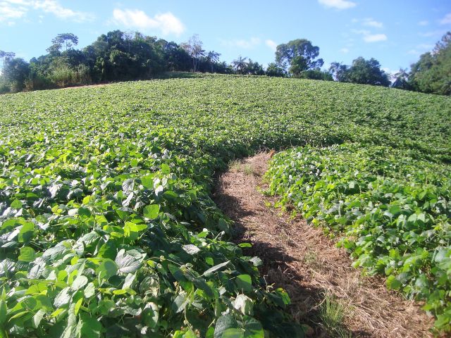 Leia mais sobre o artigo O que são plantas de cobertura ou adubos verdes: conheça as vantagens