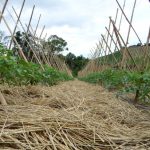 Panorama Agrícola: lavouras em SPDH são mais resistentes à estiagem