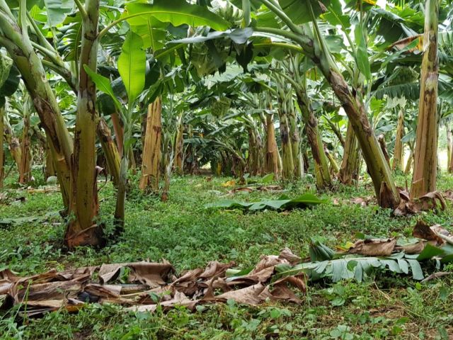 Read more about the article Governo do Estado vai investir R$ 2 milhões para apoio da bananicultura